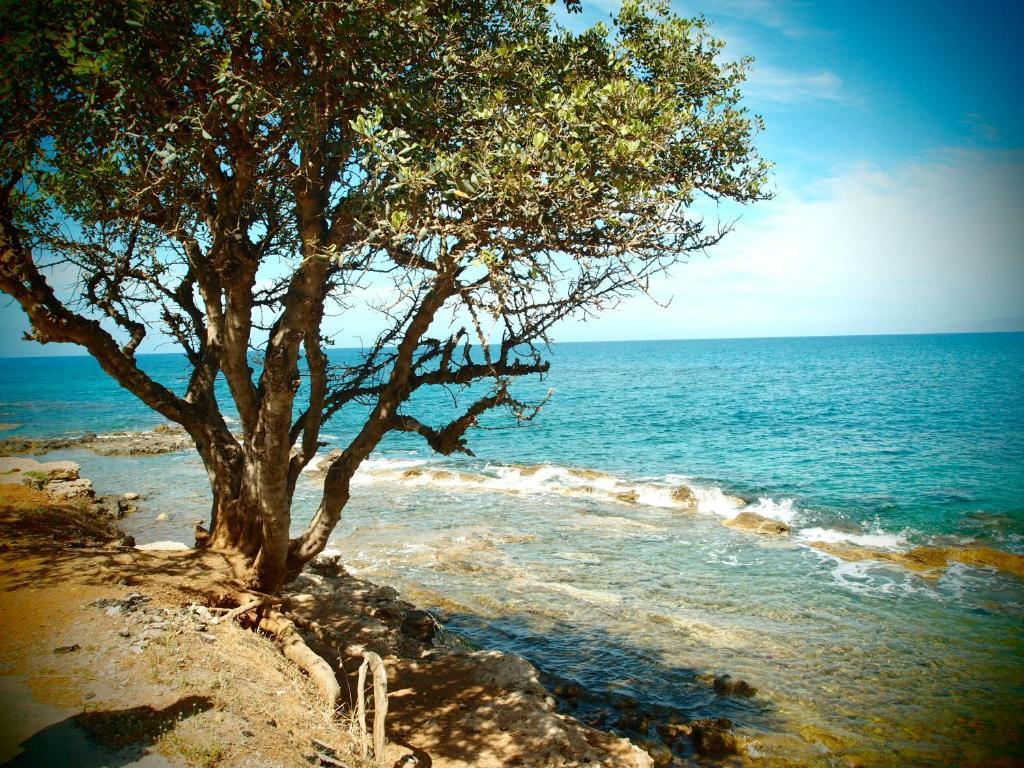 Andromeda Apartments & Studios Hersonissos  Dış mekan fotoğraf
